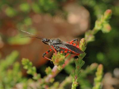 Rhynocoris annulatus [Famille : Reduviidae]