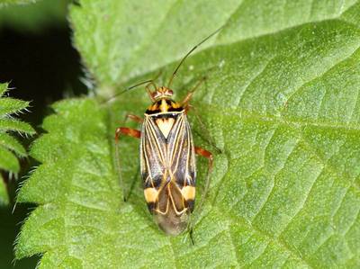 Rhabdomiris striatellus [Famille : Miridae]