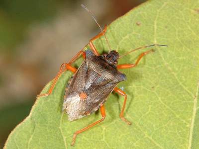 Pentatoma rufipes [Famille : Pentatomidae]