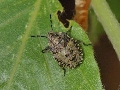 Pentatoma rufipes [Famille : Pentatomidae]