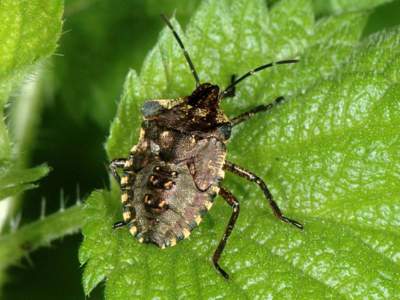 Pentatoma rufipes [Famille : Pentatomidae]