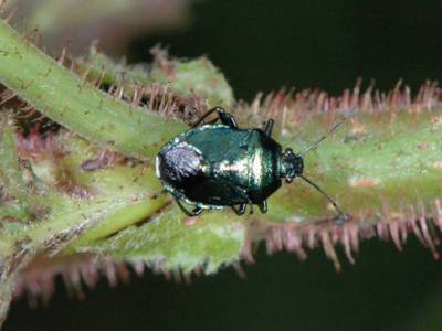 Zicrona caerulea [Famille : Pentatomidae]