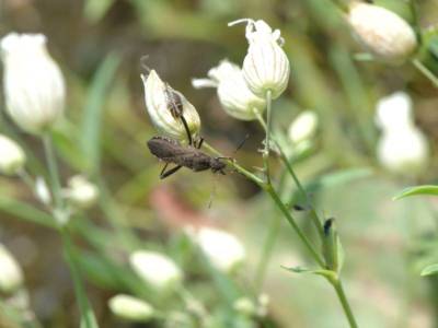 Alydus calcaratus [Famille : Alydidae]