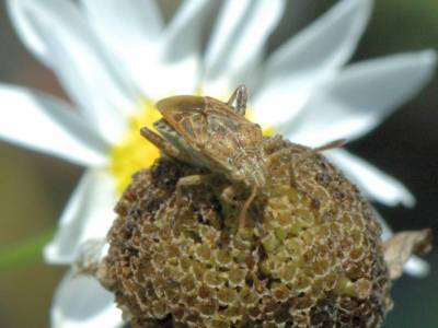 Stictopleurus species [Famille : Rhopalidae]