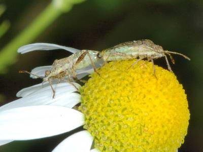 Stictopleurus species [Famille : Rhopalidae]