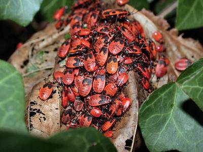 Pyrrhocoris apterus [Famille : Pyrrhocoridae]