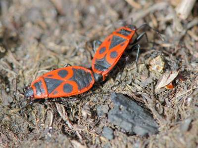 Pyrrhocoris apterus [Famille : Pyrrhocoridae]