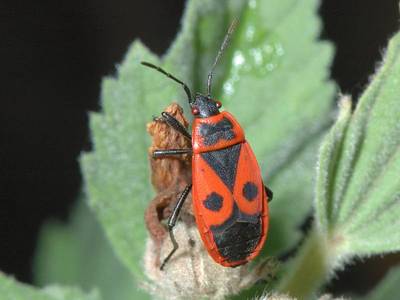 ravageur : Pyrrhocoris apterus