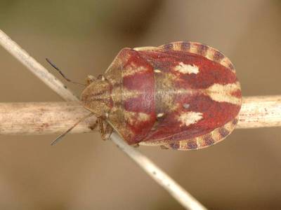 Eurygaster testudinaria [Famille : Scutelleridae]