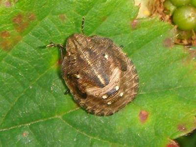 Eurygaster testudinaria [Famille : Scutelleridae]