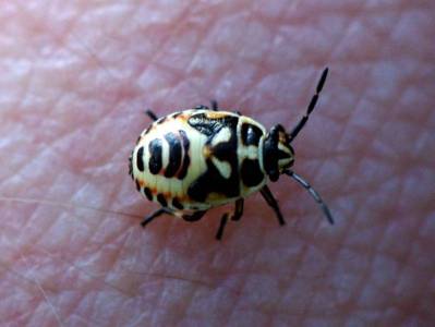 Eurydema species [Famille : Scutelleridae]