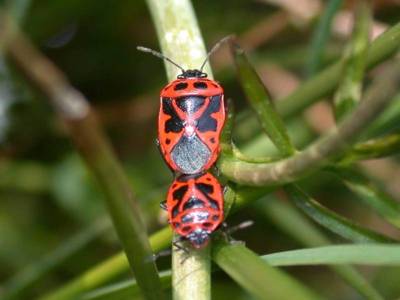 Eurydema dominula [Famille : Pentatomidae]