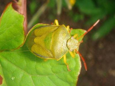 Piezodorus lituratus [Famille : Pentatomidae]