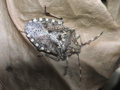 Rhaphigaster nebulosa [Famille : Pentatomidae]