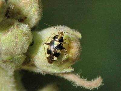 Liocoris tripustulatus [Famille : Miridae]