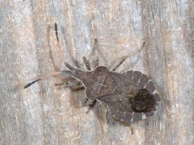 Enoplops scapha [Famille : Coreidae]