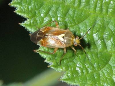 Lygus species [Famille : Miridae]