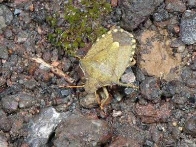 Holcostethus strictus vernalis [Famille : Pentatomidae]