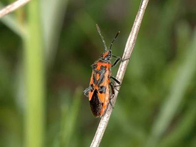 Corizus hyoscyami [Famille : Rhopalidae]