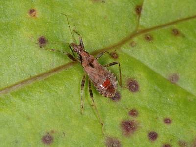 Rhynocoris species [Famille : Reduviidae]