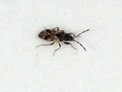 Scolopostethus decoratus [Famille : Lygaeidae]