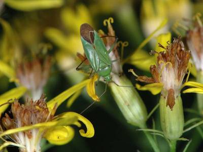 Calocoris affinis [Famille : Miridae]