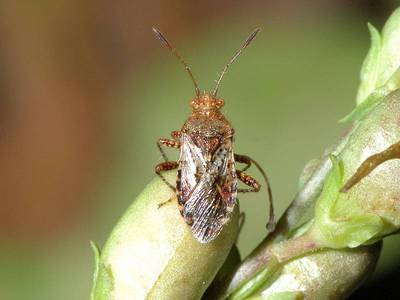 Rhopalus subrufus [Famille : Rhopalidae]