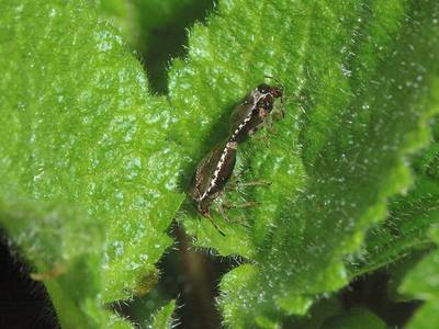 Eysarcoris fabricii [Famille : Pentatomidae]