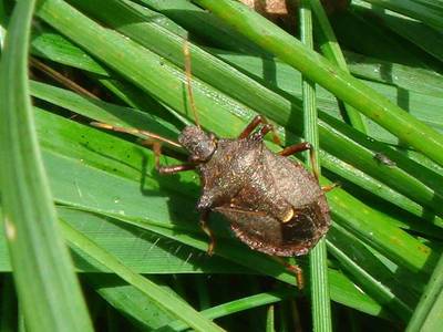 Picromerus bidens [Famille : Pentatomidae]