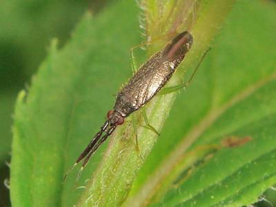 Heterotoma planicornis [Famille : Miridae]