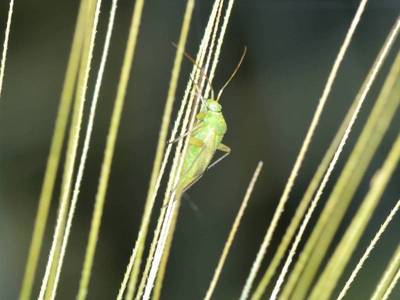 Closterotomus norwegicus [Famille : Miridae]