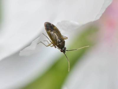 Plagiognathus arbustorum [Famille : Miridae]