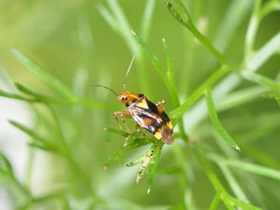 Liocoris tripustulatus [Famille : Miridae]