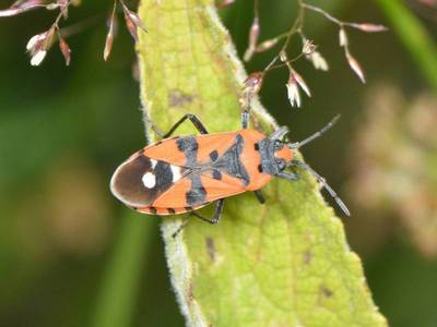 Lygaeus equestris [Famille : Lygaeidae]