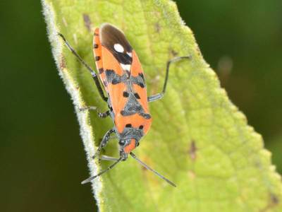 Lygaeus equestris [Famille : Lygaeidae]