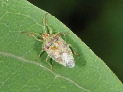 Elasmucha grisea [Famille : Acanthosomatidae]