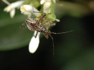 Himacerus apterus [Famille : Nabidae]