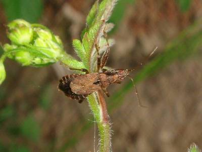 Himacerus mirmicoides [Famille : Nabidae]