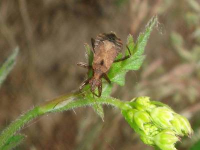 Himacerus mirmicoides [Famille : Nabidae]