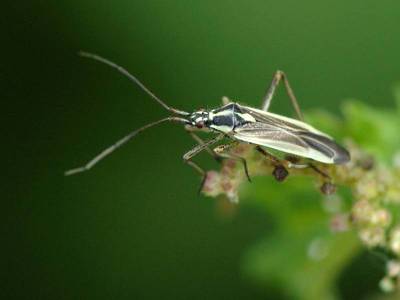 Leptopterna dolobrata [Famille : Miridae]