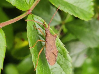 Gonocerus acuteangulatus [Famille : Coreidae]