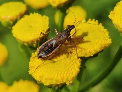 Nabis flavomarginatus [Famille : Nabidae]