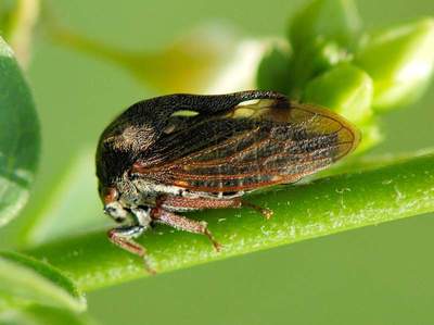 Centrotus cornutus [Famille : Membracoidea]