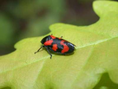 Cercopis vulnerata [Famille : Cercopoidea]