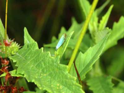 Cicadella viridis [Famille : Cicadellidae]