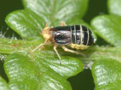 Ditropis pteridis [Famille : Delphacidae]