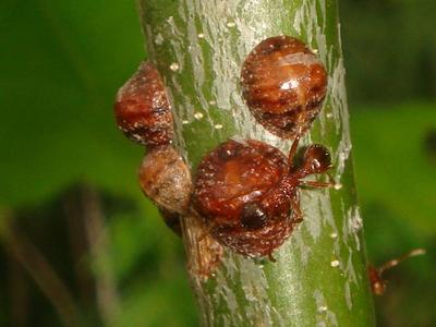 Asterolecanium variolosum [Famille : Cerococcidae]