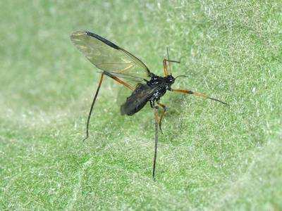 Cinara species [Famille : Aphididae]