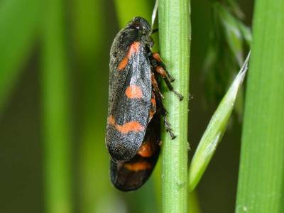 Cercopis intermedia [Famille : Cercopoidea]