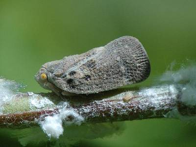 Metcalfa pruinosa [Famille : Flatidae]